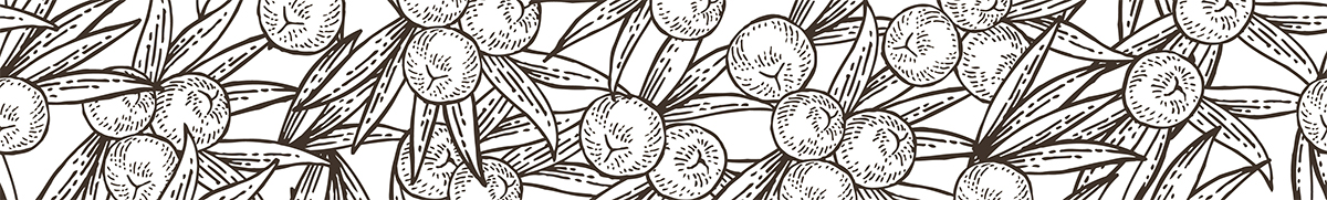 Zeichnung_Wacholderbeeren